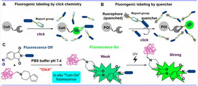 上海科技大學(xué)劉佳與姜標(biāo)團(tuán)隊(duì)合作開發(fā)原位光激活生物正交偶聯(lián)反應(yīng)，推動(dòng)生物技術(shù)新突破